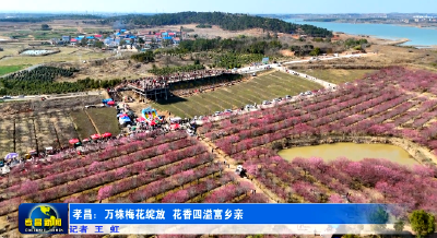 孝昌：万株梅花绽放  花香四溢富乡亲