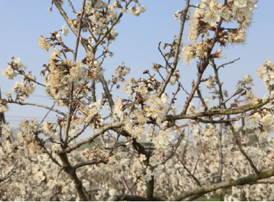 孝昌王店：樱桃花开春意浓 农旅融合促振兴 