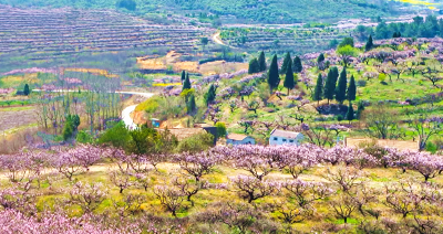 人勤春来早  孝昌“三园”美如画