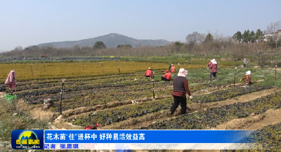 孝昌：花木苗“住”进杯中  好种易活效益高 