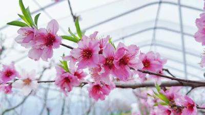 降温降雨！孝昌天气有变 桃花花期预报→