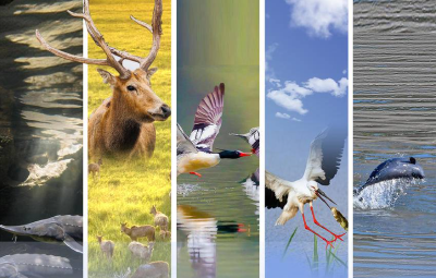 万物向新，长江回响