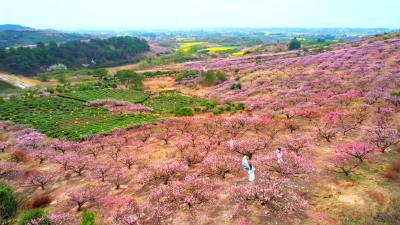 一路繁花！孝昌最美赏花季启幕 