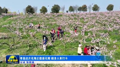 孝昌这片花海正值盛花期，超多人来打卡！