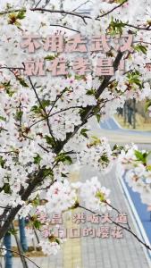 孝昌版“樱花大道”来啦！