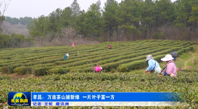  孝昌：万亩茶山披新绿  一片叶子富一方 