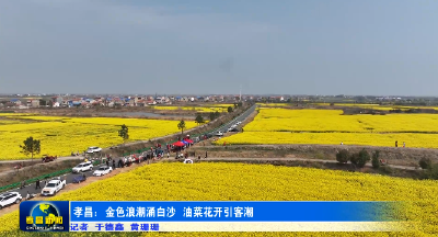 孝昌：金色浪潮涌白沙 油菜花开引客潮 