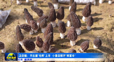 孝昌卫店：羊肚菌“抢鲜”上市  小菌菇撑开“致富伞” 