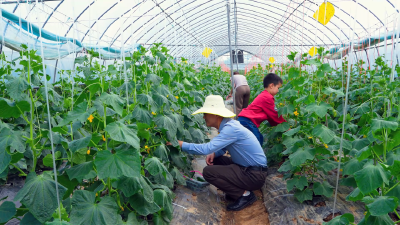 红了！黄了！绿了！孝昌“果”真有“料”！