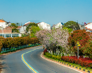 自驾这座小城，去看茶山、湖岛和苍鹭！
