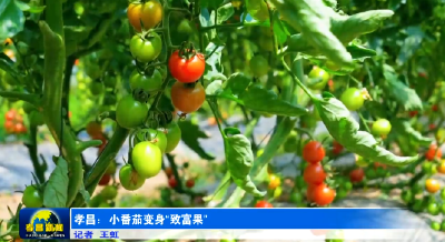 皮薄！味甜！孝昌这里美味“番”倍→ 