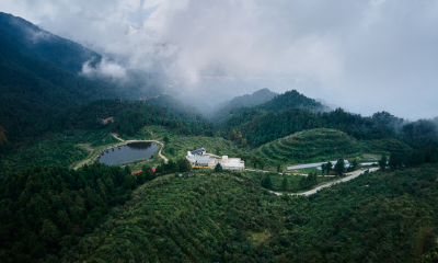 湖北通山：一叶生 一链深 一方兴