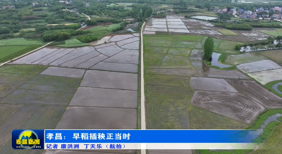 又到插秧季！孝昌田间地头披“新绿”