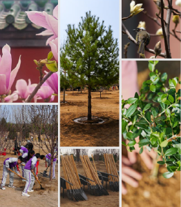 时政新闻眼丨在首都义务植树活动现场，习近平强调这件利国利民的大事