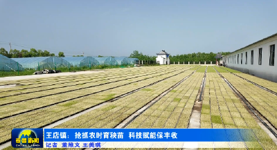 孝昌王店：抢抓农时育秧苗  科技赋能保丰收