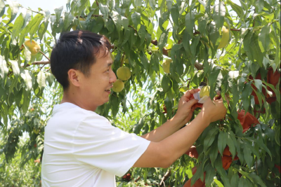 新农人 兴产业丨杨杜斯：云端种桃，打造现实版“开心果园”