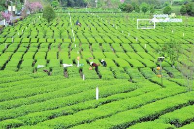 宜昌茶叶为何越泡越有味？