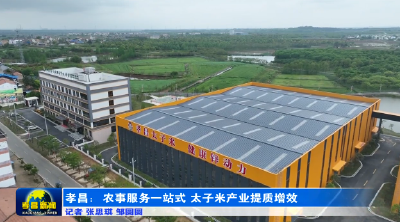 孝昌：农事服务一站式 太子米产业提质增效