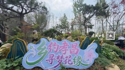 孝感变身“花花世界”，百种花卉+非遗美食+打卡点，等你来→