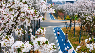 孝昌这个“口袋公园”藏着个花海