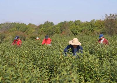 大悟茶叶的“三变”