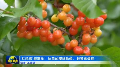 “红玛瑙”缀满枝！这里的樱桃熟啦，赶紧来尝鲜