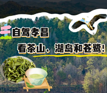 自驾孝昌，去看茶山、湖岛和苍鹭！