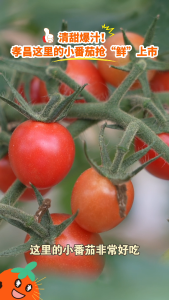 皮薄！味甜！孝昌这里美味“番”倍→
