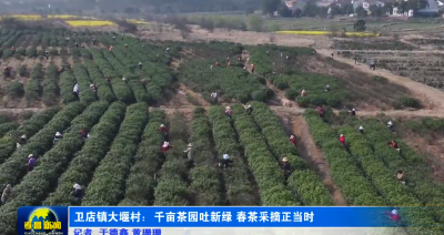 孝昌卫店：千亩茶园吐新绿 春茶采摘正当时