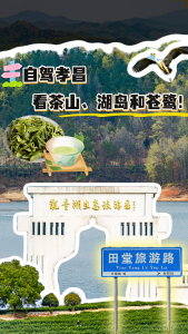 自驾孝昌，去看茶山、湖岛和苍鹭！