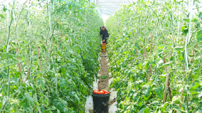 甜了400农户！孝南首衡城里，“春收”承诺是这样兑现的