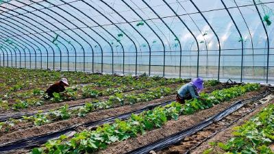 寿光技术“嫁接”荆楚沃土  这里的蔬菜藏着什么秘密？