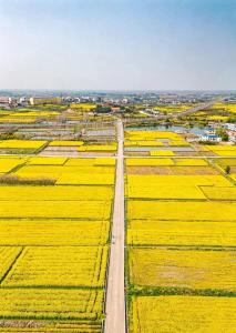 全省推荐！孝昌丰山花开正盛