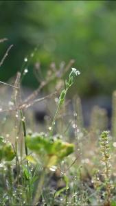二十四节气春暮谷雨至，孝昌田畴万象新！