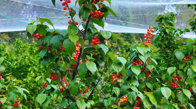 红彤彤 紫莹莹 孝昌这里好“丰”景→ 