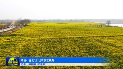 孝昌：金花“开”出农旅双收路