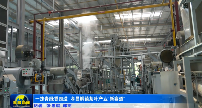 一抹青绿香四溢 孝昌解锁茶叶产业“新赛道”