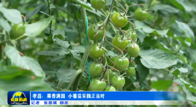 脆嫩清甜！快来孝昌这里解锁番茄自由→ 