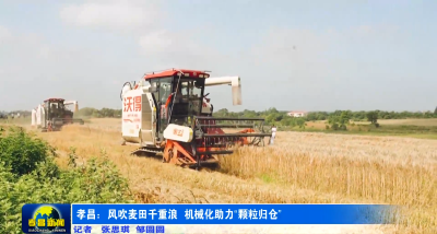 孝昌：风吹麦田千重浪 机械化助力“颗粒归仓”
