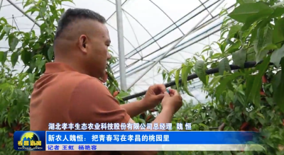 我的青春在乡村｜魏恒：把青春写在孝昌的桃园里
