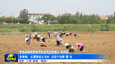 孝昌：红薯育苗正当时 点亮产业新“薯”光