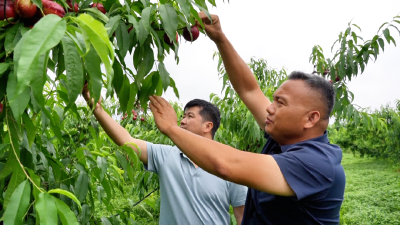 科技工作者风采①丨魏恒：扎根乡土深耕果业 科技赋能助农增收