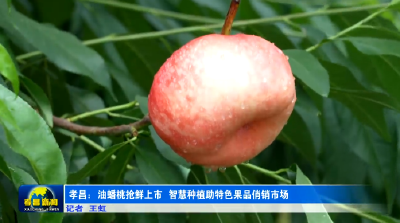 香甜！脆爽！抢鲜上市！