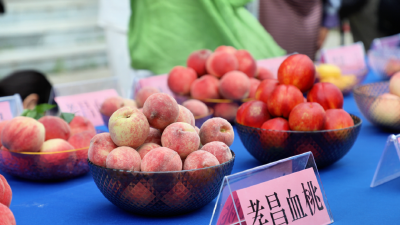 孝昌：让一桃能兴四季 