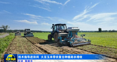 孝昌：技术指导进田间 大豆玉米带状复合种植助农增收
