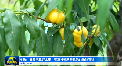 香甜！脆爽！抢鲜上市！ 