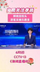 央视关注孝昌：鲜桃挂枝头 游客采摘乐趣多