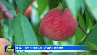 “国字号”孝昌血桃上市！最甜的时候到了