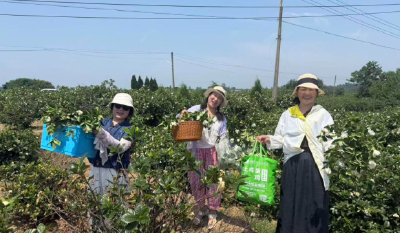 滞销栀子花如何逆袭？汉川马鞍乡解锁助农增收新路径