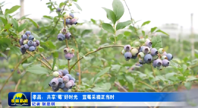 孝昌：共享“莓”好时光   蓝莓采摘正当时 